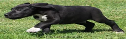 Great Dane dogs for sale: Milo - Ad 7