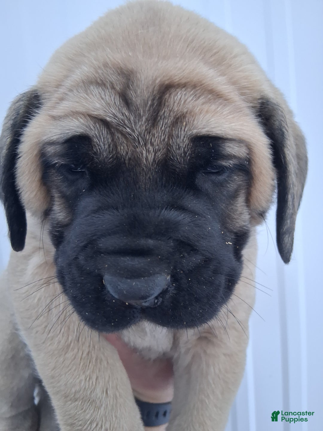 English Mastiff dogs for sale: Brutus  - Ad 4