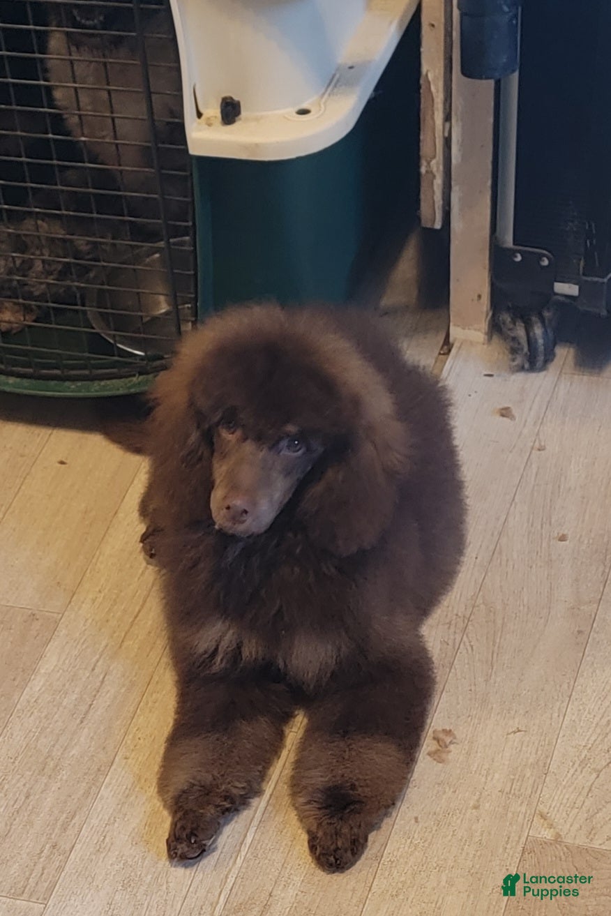 Miniature Poodle dogs Cooper moyen poodle  - Ad 25