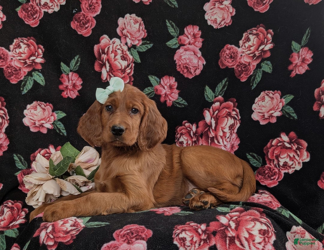 Irish Setter dogs for sale: Georgia - Ad 4
