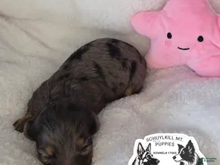 Miniature Dachshund dogs Elsa - Ad 38