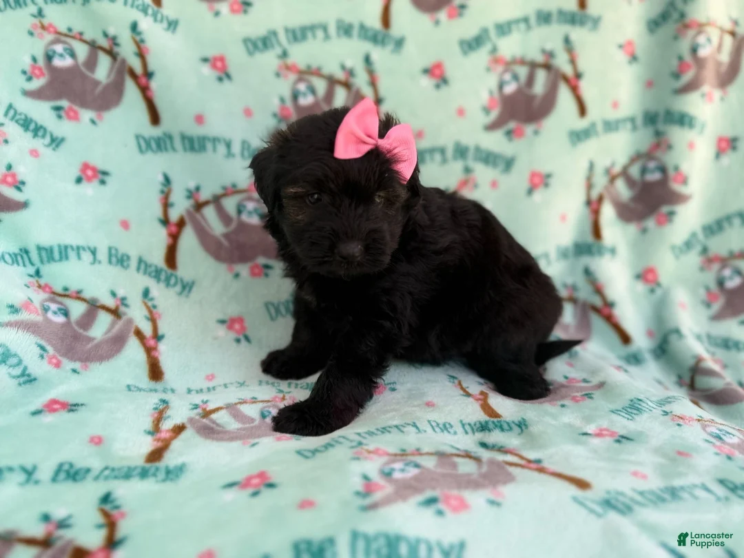 Aussiedoodle dogs for sale: Darla - Ad 2