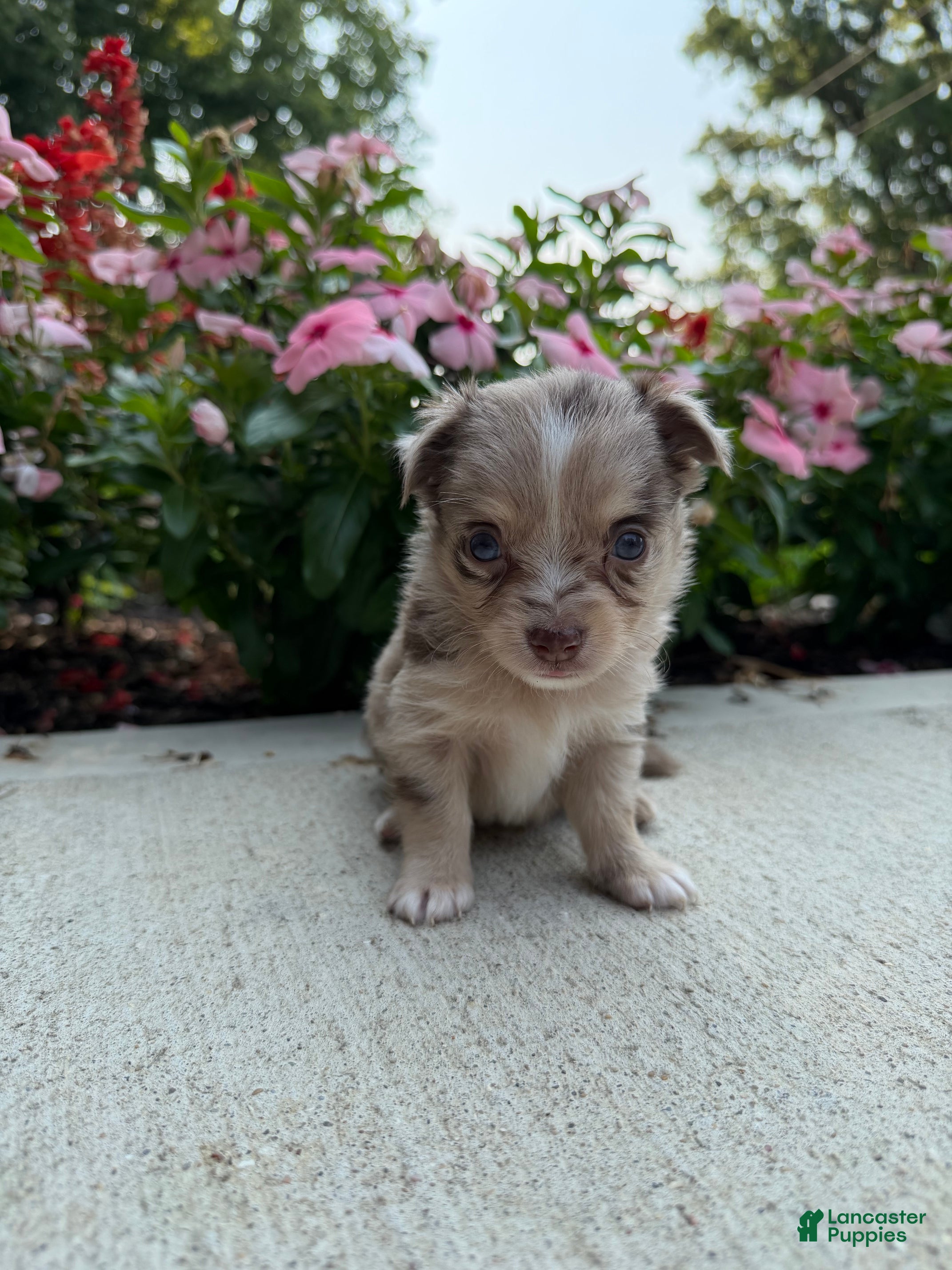 Chihuahua dogs Lance - Ad 1