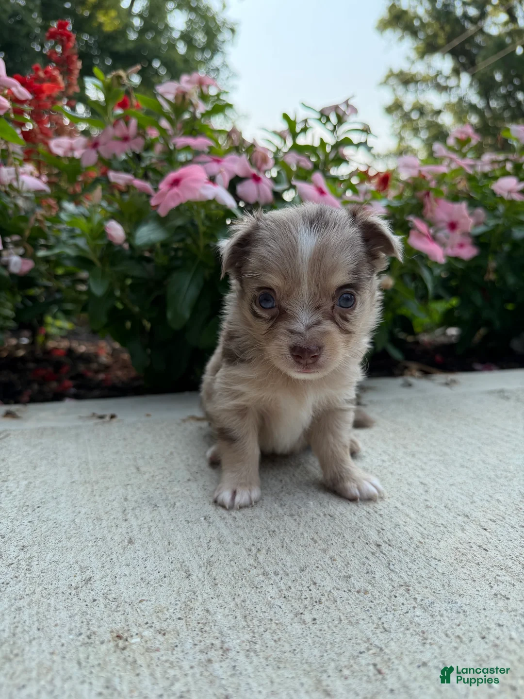 Chihuahua dogs for sale: Lance - Ad 1