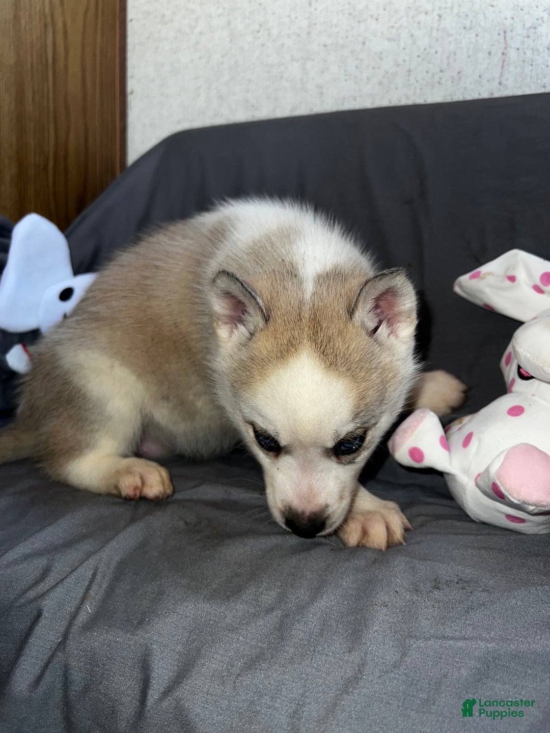 Siberian Husky dogs for sale: Siberian Husky Luna - Ad 3