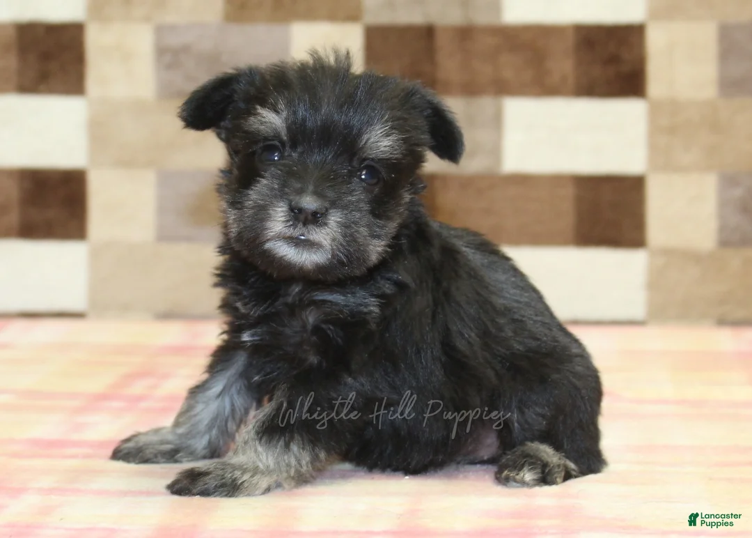 Miniature Schnauzer dogs for sale: Penny - Ad 2