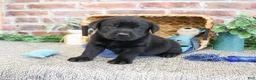 Labrador Retriever dogs for sale: Simon  - Ad 3