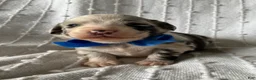 Mixed Breed dogs for sale: Charlie - Ad 5