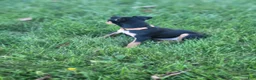 Miniature Pinscher dogs for sale: Miniature Pinscher 6 - Ad 2