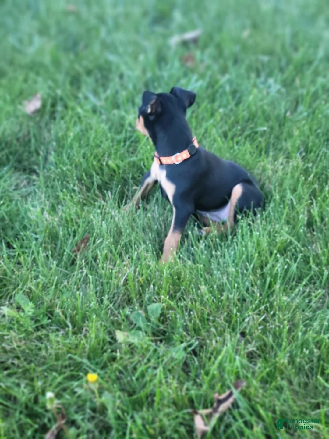 Miniature Pinscher dogs for sale: Miniature Pinscher 6 - Ad 2