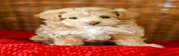 Maltipoo dogs for sale: Stanley - Ad 5
