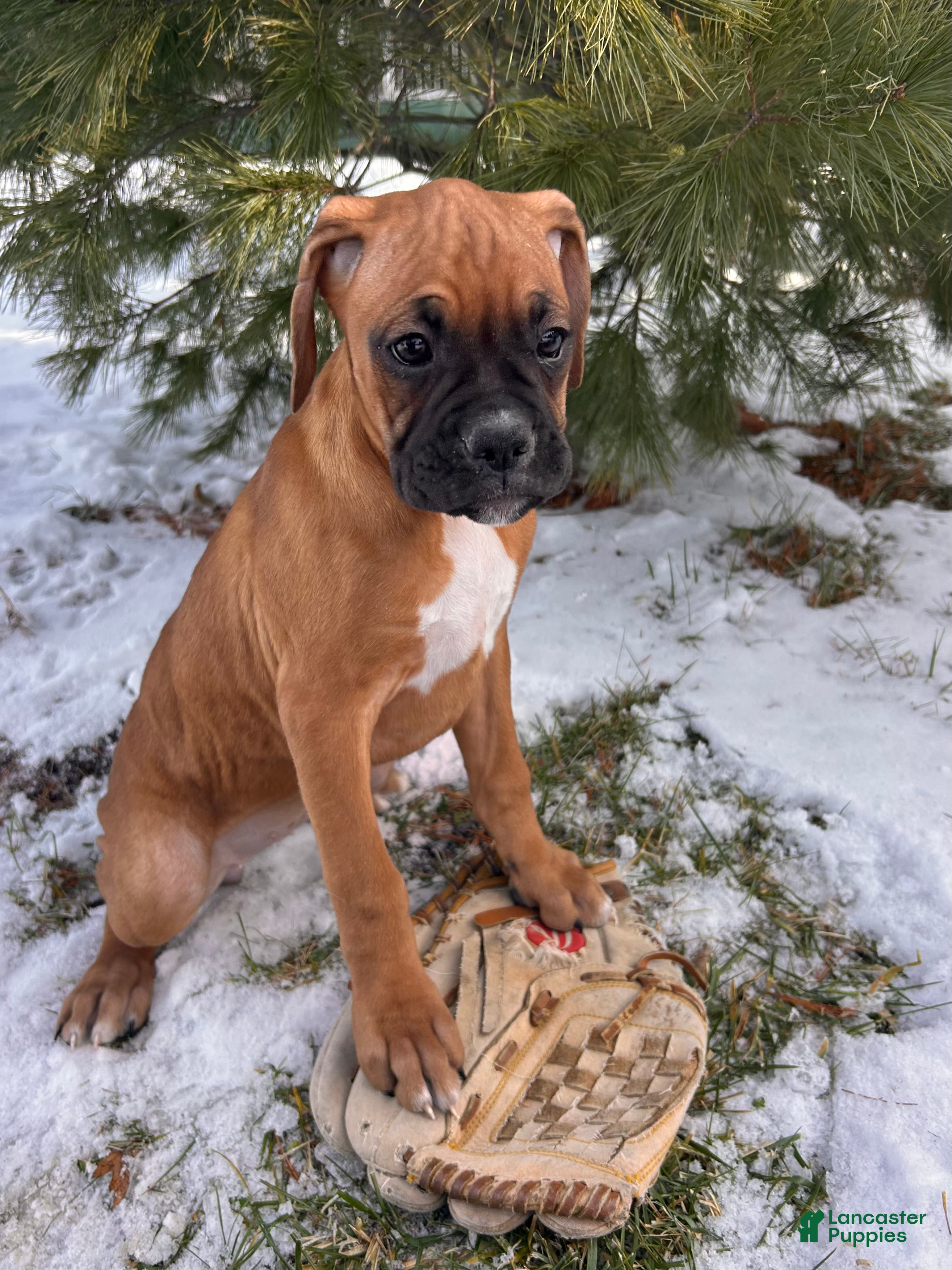 Boxer dogs Stella - Ad 40