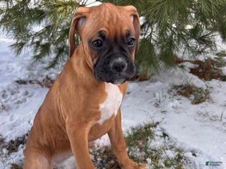 Boxer dogs Stella - Ad 40