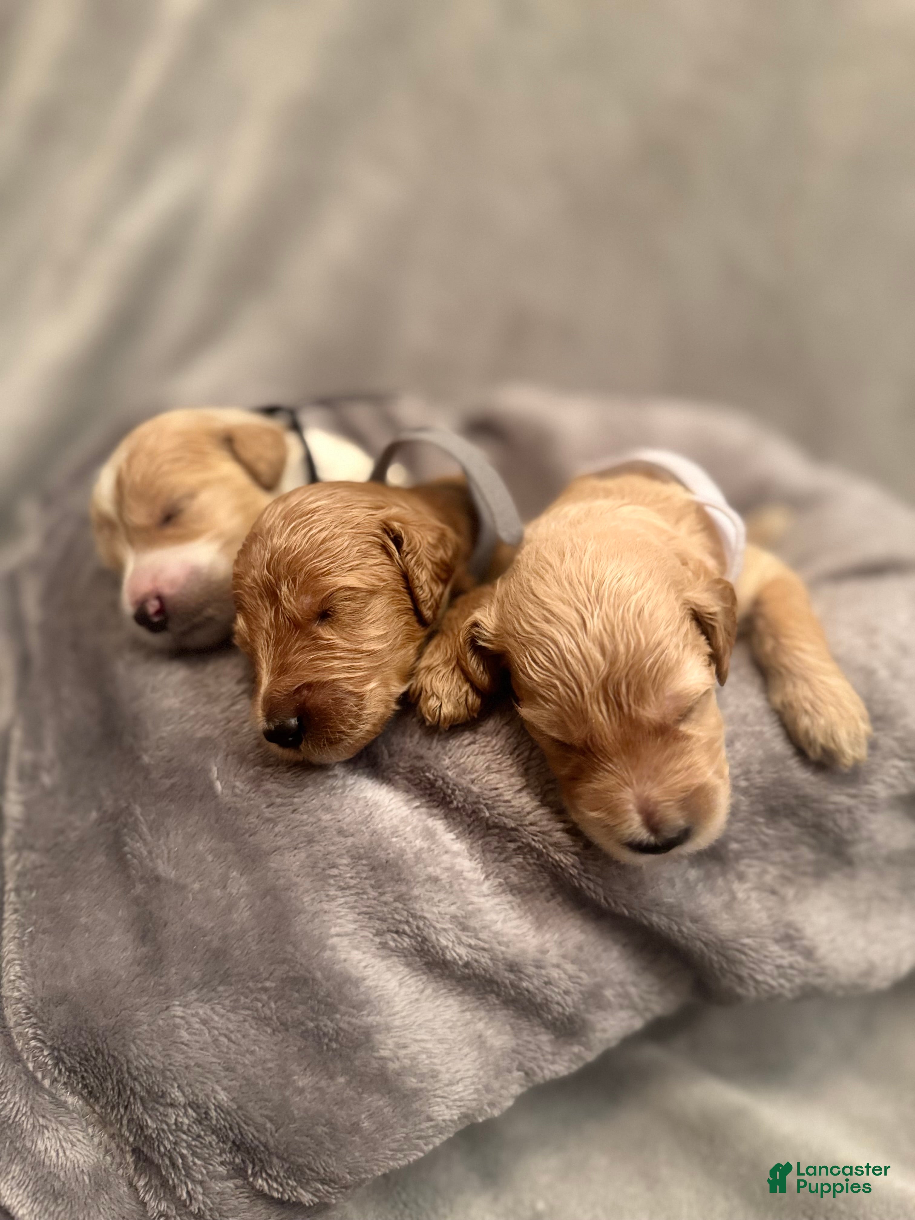 Goldendoodle dogs Goldendoodle Puppy 4 - Ad 19