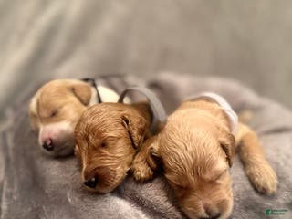 Goldendoodle dogs Goldendoodle Puppy 4 - Ad 36