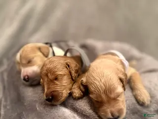 Goldendoodle dogs Goldendoodle Puppy 4 - Ad 39