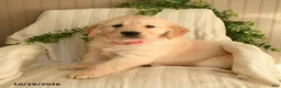 Golden Retriever dogs for sale: Cuddles - Ad 2