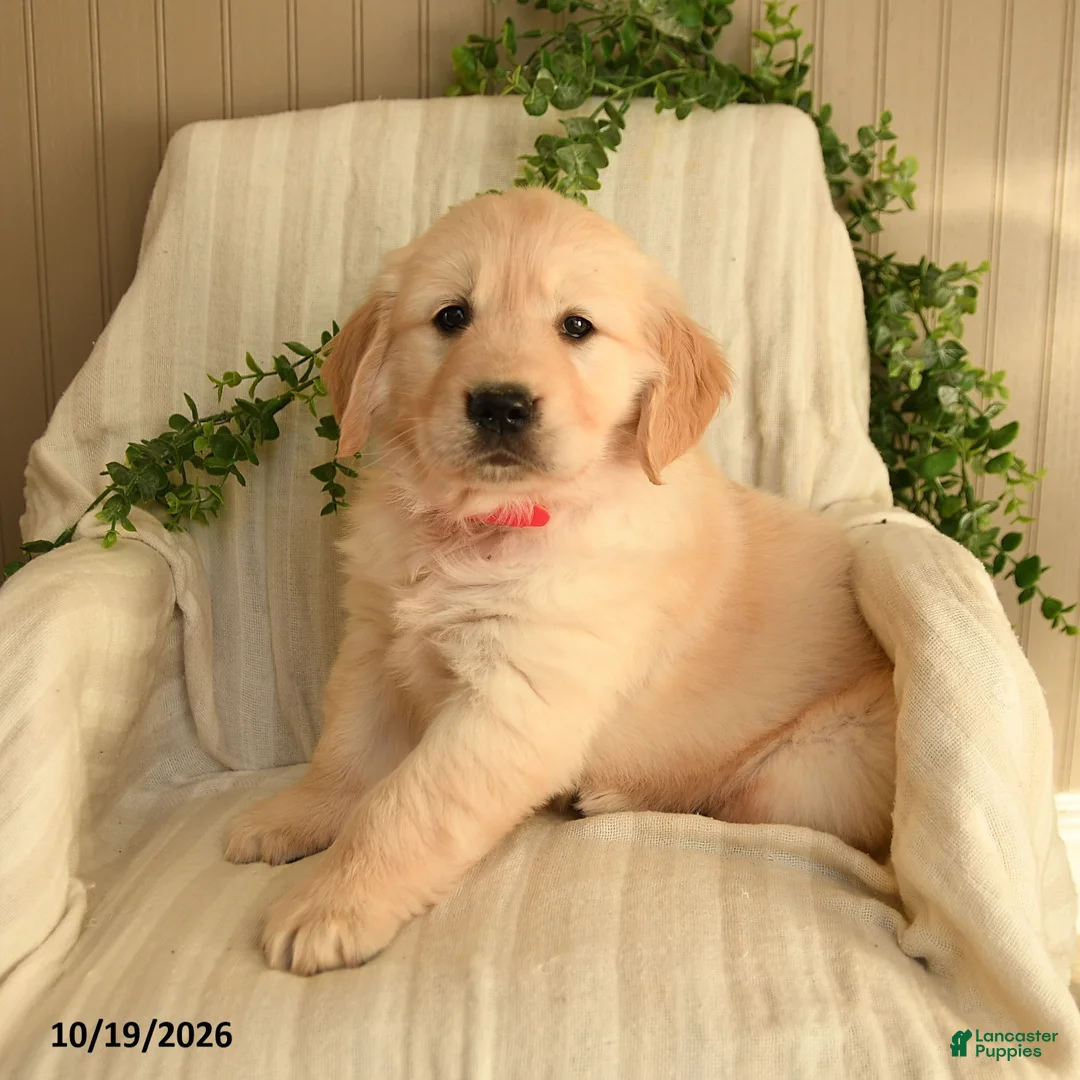 Golden Retriever dogs for sale: Cuddles - Ad 2