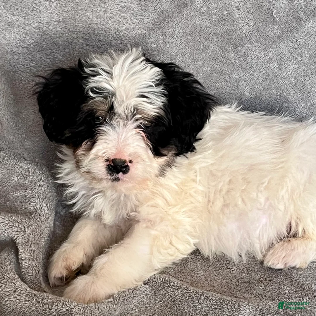 Bernedoodle dogs for sale: Jude updated pics - Ad 8