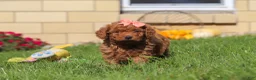 Mini Goldendoodle dogs for sale: Sadie - Ad 4