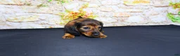 Miniature Dachshund dogs for sale: Lizz - Ad 18