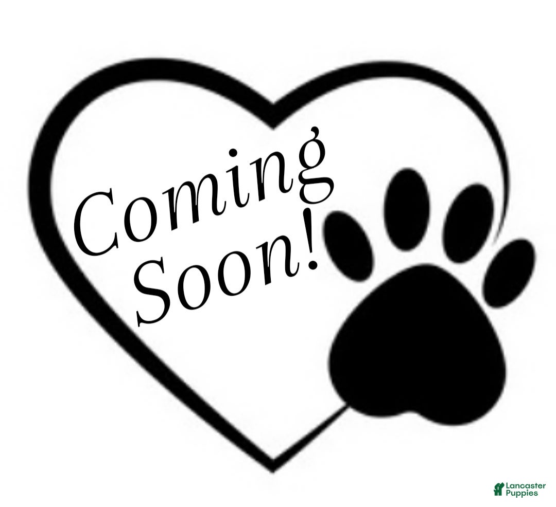 Lhasa Apso dogs Saffron - Ad 1