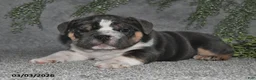 English Bulldog dogs for sale: Anson - Ad 3