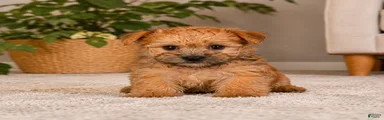 Morkie 2