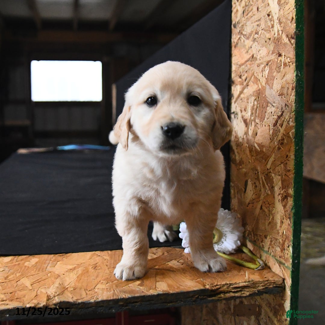 Golden Retriever dogs for sale: Reese - Ad 2