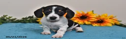 Miniature Dachshund dogs for sale: Lily - Ad 4
