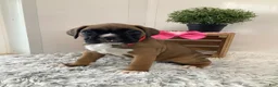 Boxer dogs for sale: Boxer Puppy 2 Cyndi - Ad 1