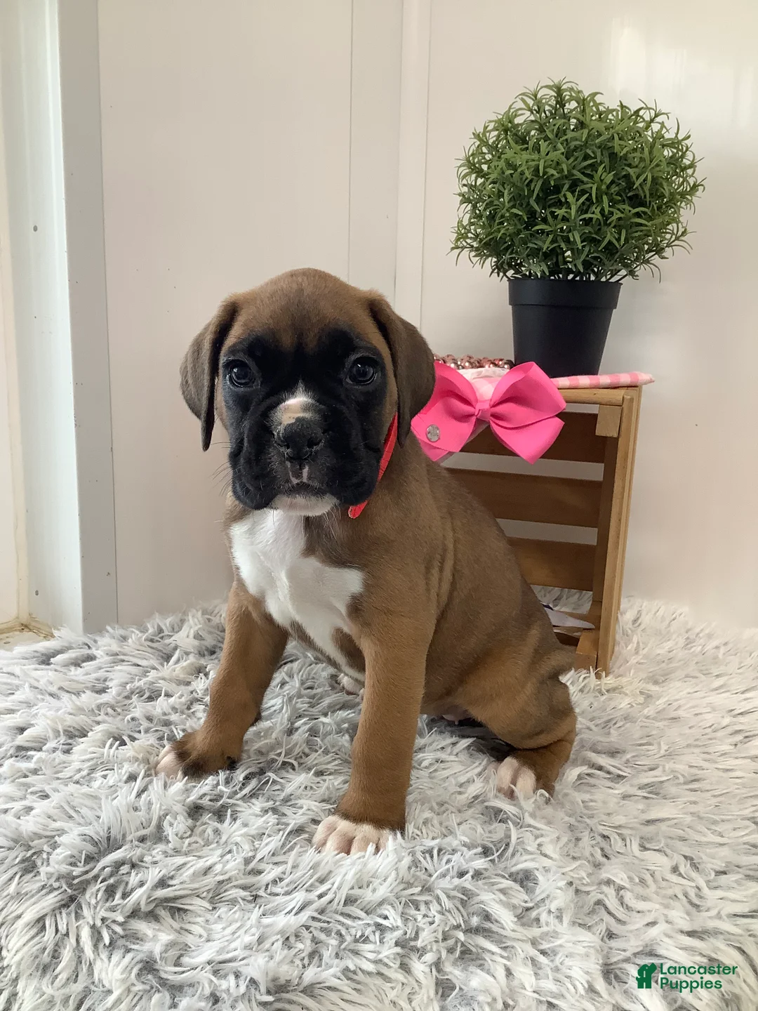 Boxer dogs for sale: Boxer Puppy 2 Cyndi - Ad 1