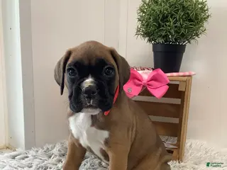 Boxer dogs for sale: Boxer Puppy 2 Cyndi - Ad 2