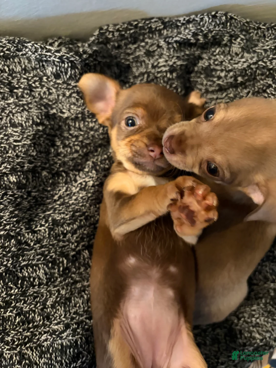 Chihuahua dogs for sale: Chihuahua Puppy 4 - Ad 5