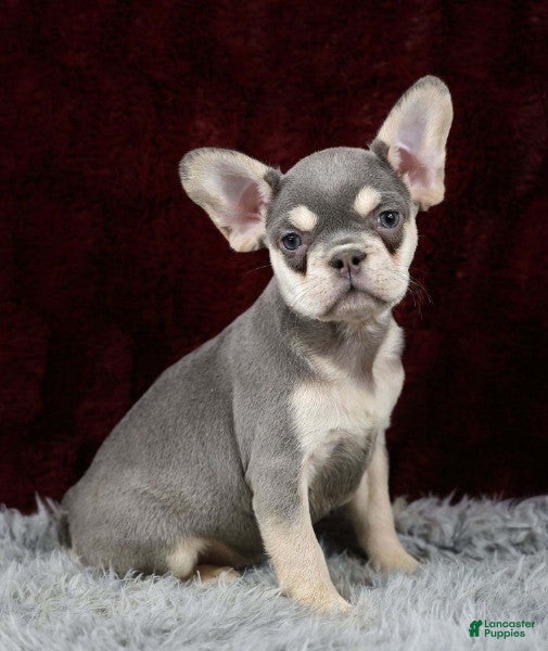 French Bulldog dogs Lollie - Ad 18