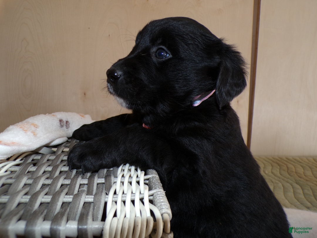 Border Collie dogs for sale: Border Collie Puppy 3 Laura - Ad 2