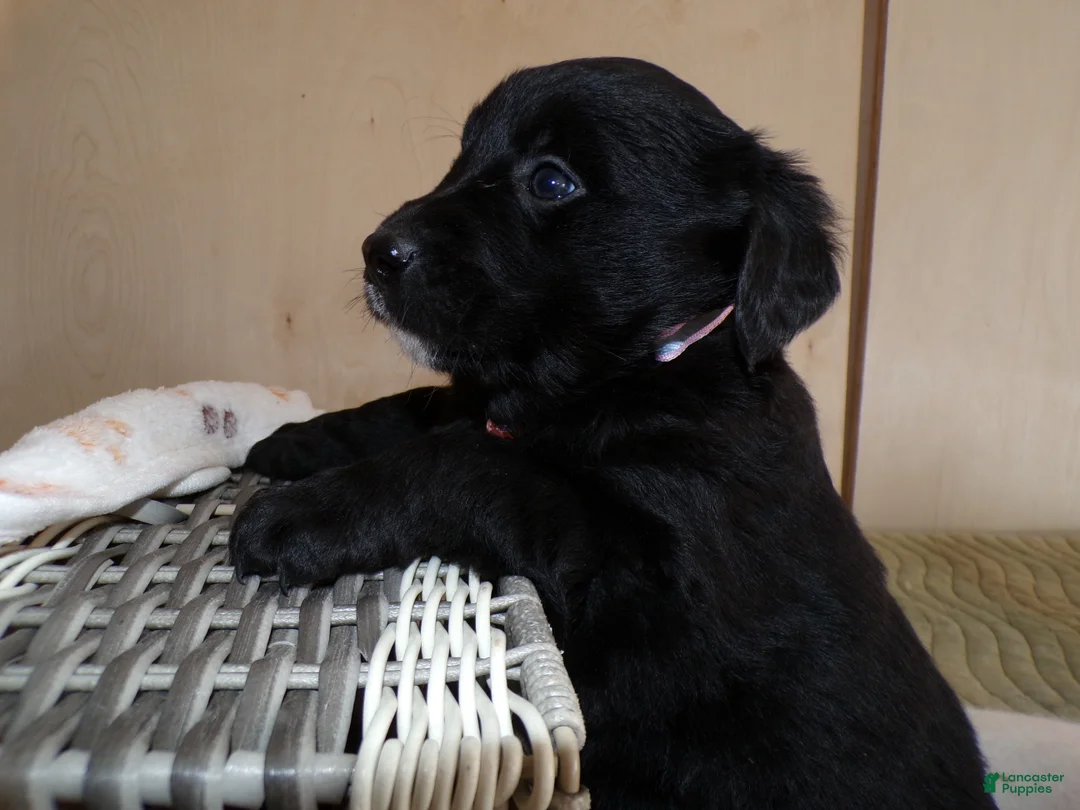 Border Collie dogs for sale: Border Collie Puppy 3 Laura - Ad 2