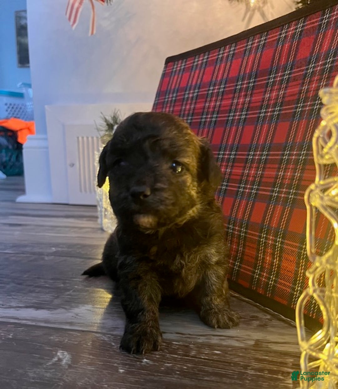 Pomapoo dogs for sale: Max - Ad 3