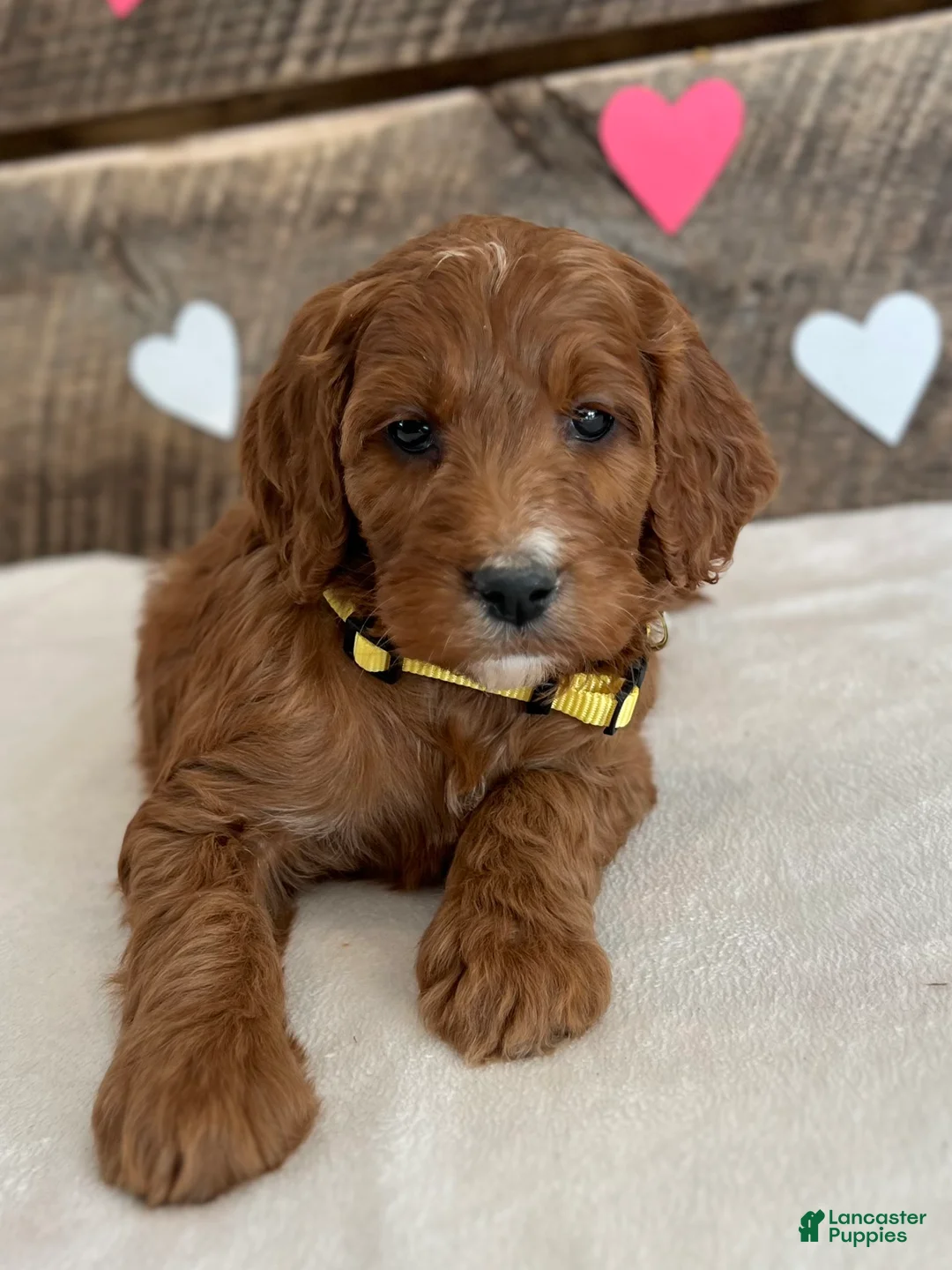 Irish Doodle dogs for sale: Daisy - Ad 8