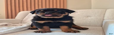 Bruno