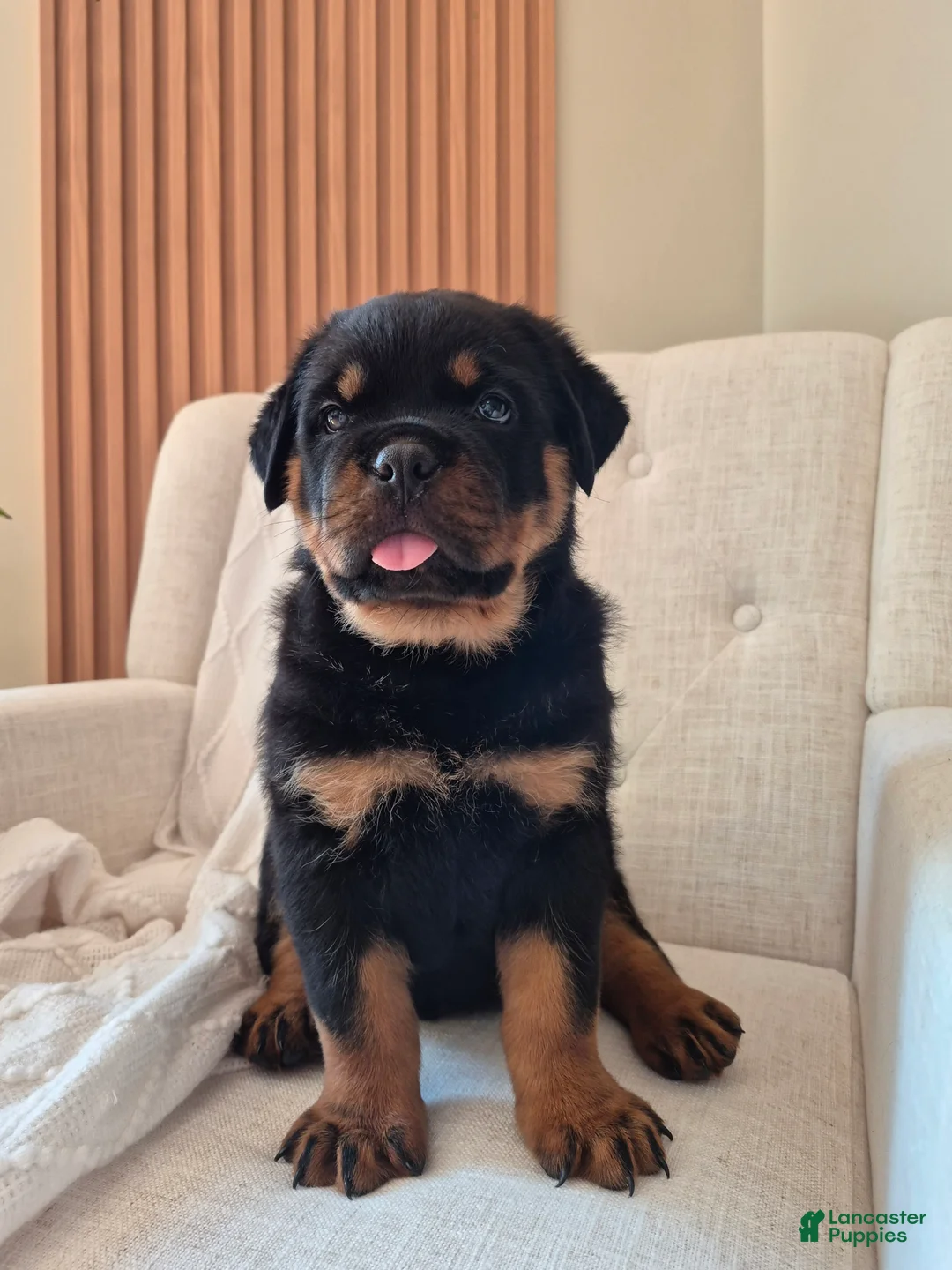 Rottweiler dogs for sale: Bruno - Ad 1