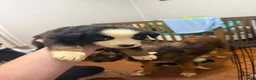Australian Shepherd dogs for sale: Australian Shepherd 1 - Ad 1