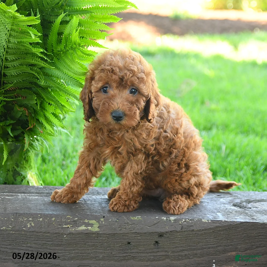 Miniature Poodle dogs for sale: Teagan - Ad 3