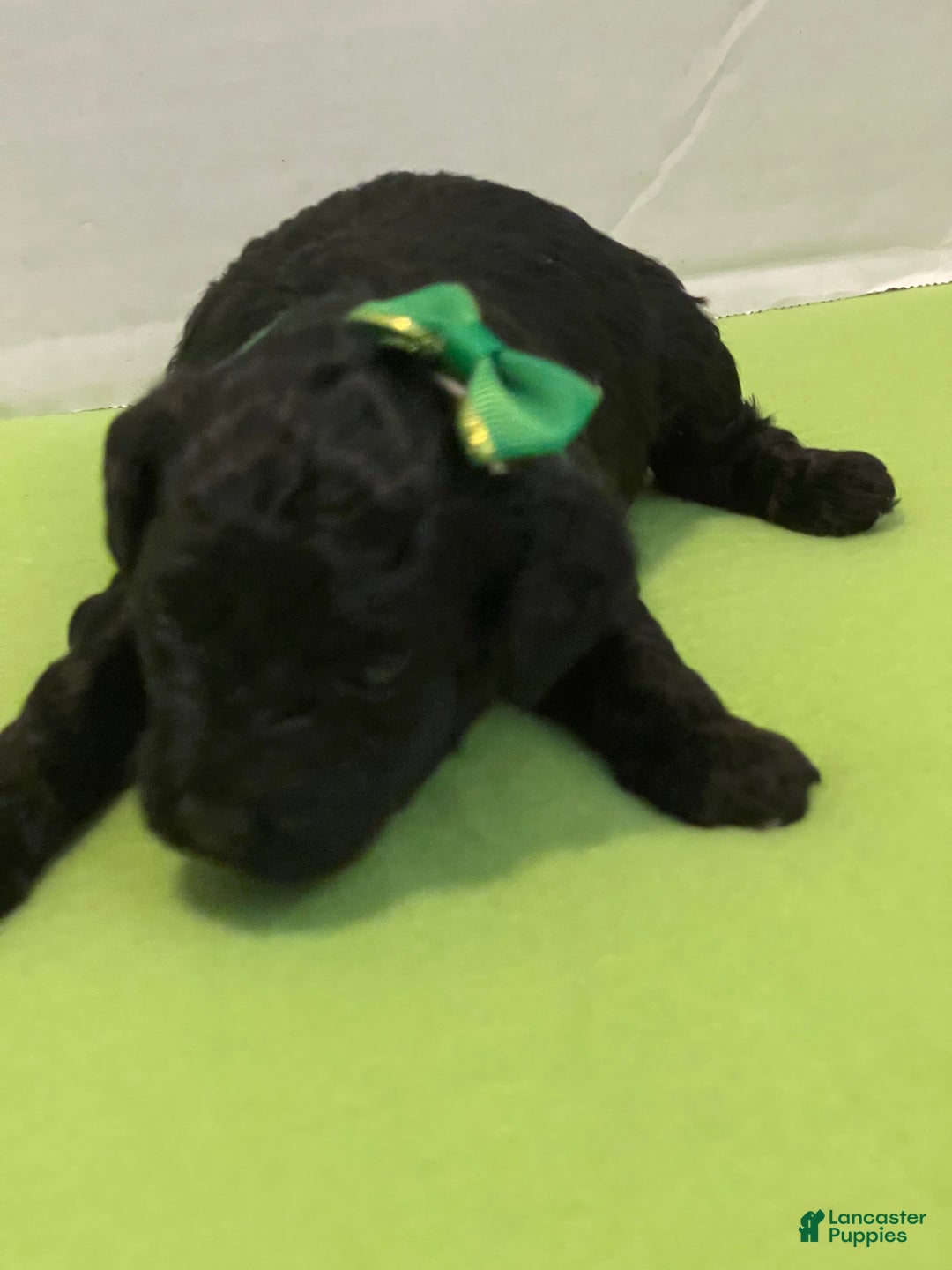 Goldendoodle dogs for sale: Goldendoodle Puppy 4 - Ad 4