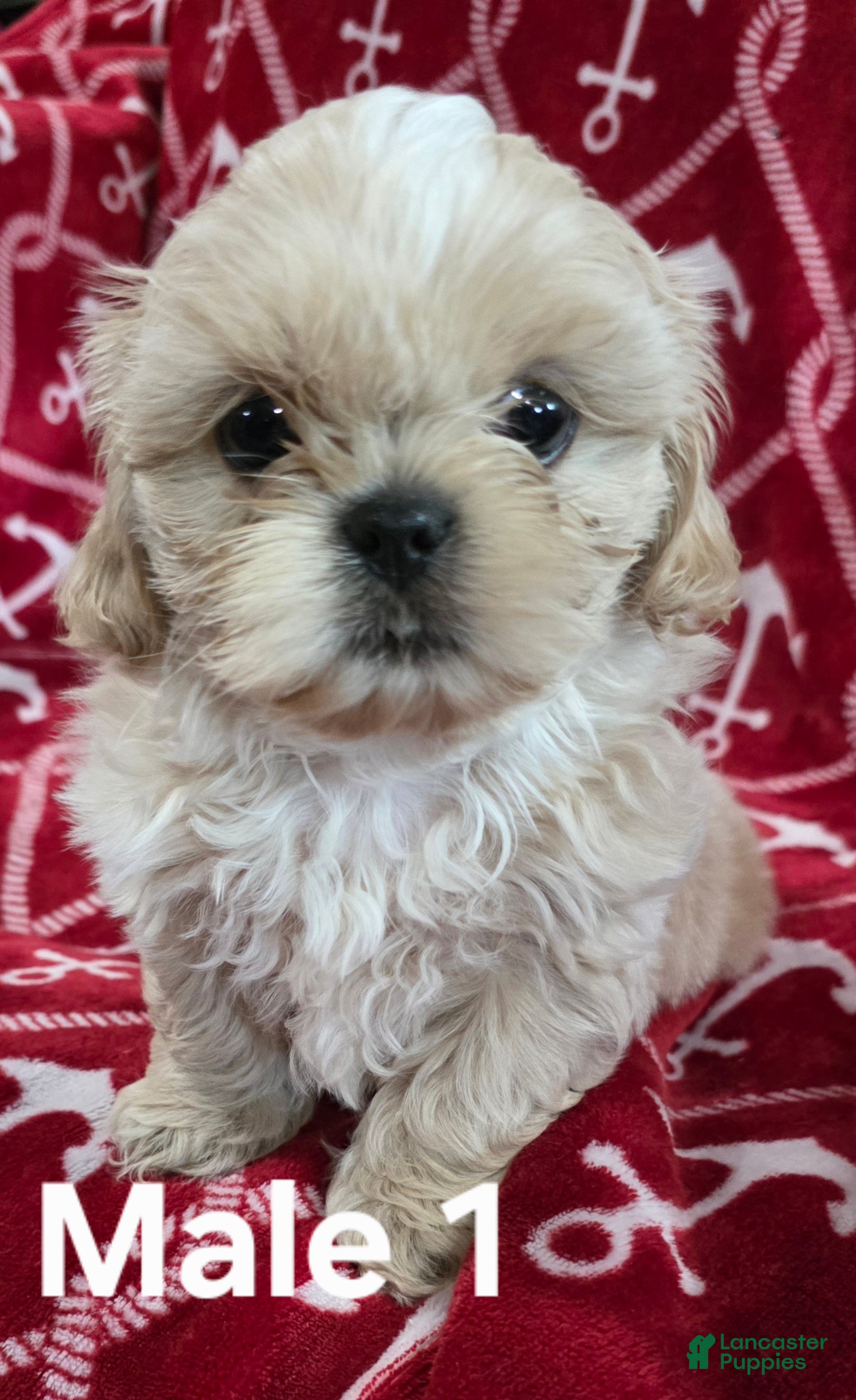 Shih Tzu dogs Shih Tzu Male 1 - Ad 2