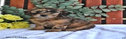 Shihpoo dogs for sale: Cinnamon - Ad 2
