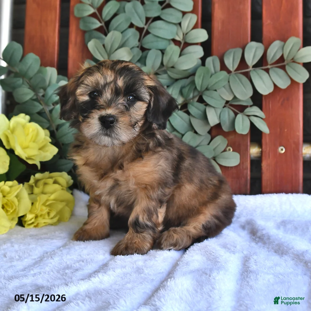 Shihpoo dogs for sale: Cinnamon - Ad 2