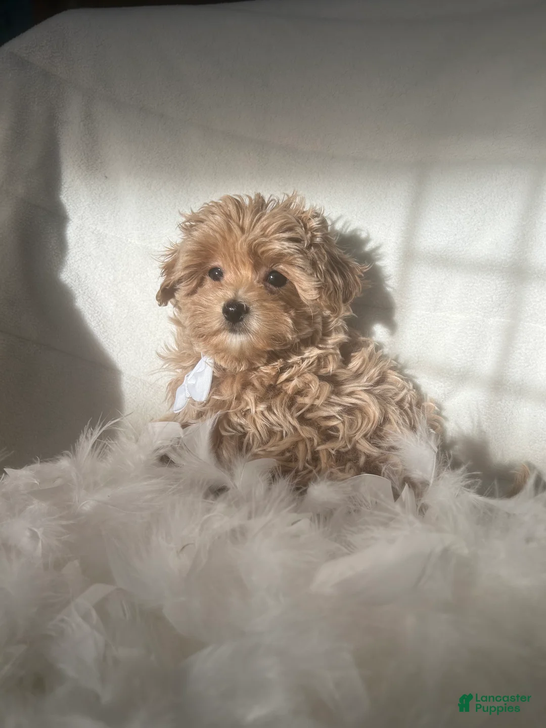Mixed Breed dogs for sale: Teddy - Ad 3