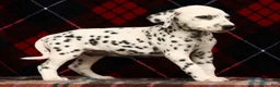 Dalmatian dogs for sale: Kelly - Ad 7