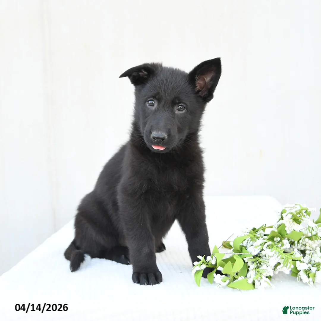 German Shepherd dogs for sale: Daffodil - Ad 2